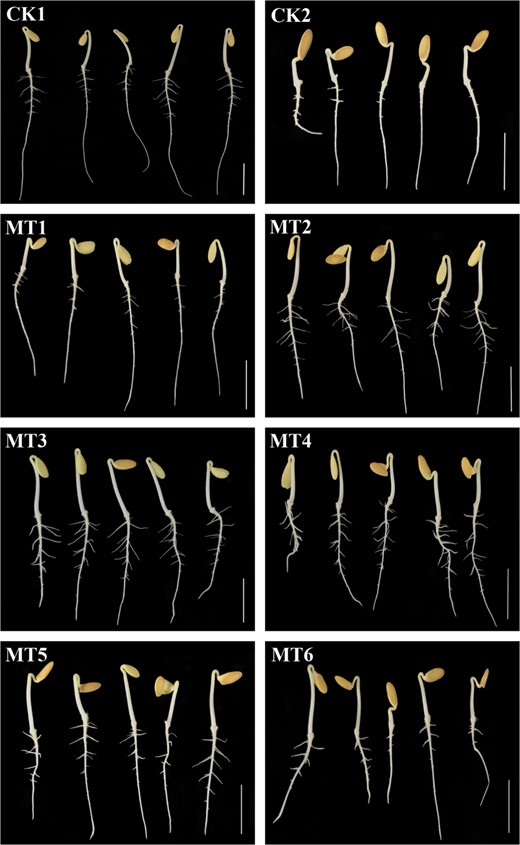 CK1 non-stressed seeds pretreated with water, CK2 300 μmol/L CuSO4-stressed seeds pretreated with water, MT1–MT6 300 μmol/L CuSO4-stressed seeds pretreated with 10, 50, 100, 300, 500, or 800 μmol/L melatonin, respectively. Scale bar = 2 cm