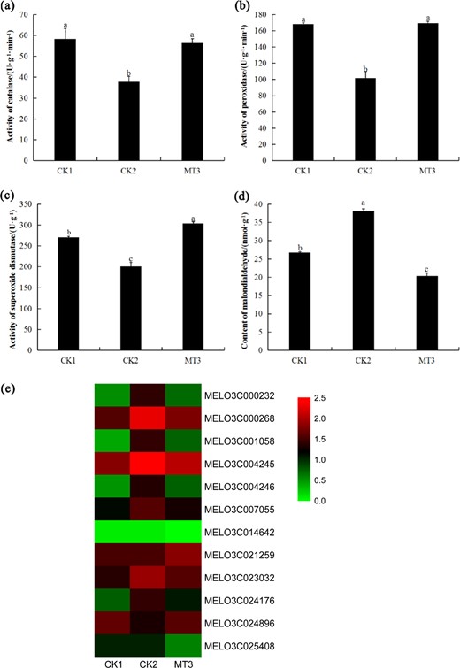a Effect of melatonin on CAT activity. b Effect of melatonin on POD activity. c Effect of melatonin on SOD activity. d Effect of melatonin on MDA content in melon. e Effects of melatonin on the expression of redox genes in melon. CK1 non-stressed seeds pretreated with water, CK2 300 μmol/L CuSO4-stressed seeds pretreated with water, MT3 300 μmol/L CuSO4-stressed seeds pretreated with 100 μmol/L melatonin