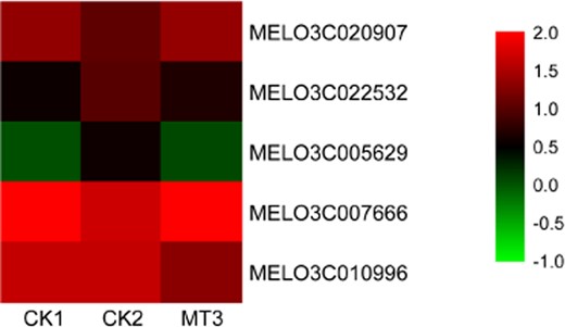 CK1 non-stressed seeds pretreated with water, CK2 300 μmol/L CuSO4-stressed seeds pretreated with water, MT3 300 μmol/L CuSO4-stressed seeds pretreated with 100 μmol/L melatonin