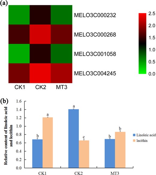 a Hierarchical clustering of DEGs invovled in JA biosynthesis in melon. b The relative contents of linoleic acid and lecithin in melon. The relative concentration values increased 1000-fold in each treatment. CK1 non-stressed seeds pretreated with water, CK2 300 μmol/L CuSO4-stressed seeds pretreated with water, MT3 300 μmol/L CuSO4-stressed seeds pretreated with 100μmol/L melatonin