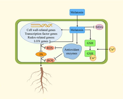 Schematic diagram of the mechanism by which melatonin alleviates copper toxicity