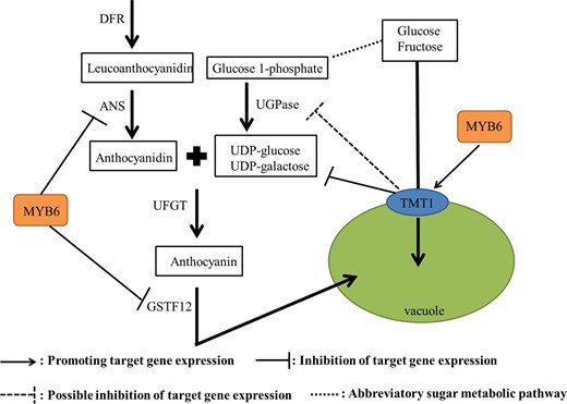 Putative regulatory network of anthocyanin biosynthesis and monosaccharide transport across the tonoplast controlled by MdMYB6 and MdTMT1.