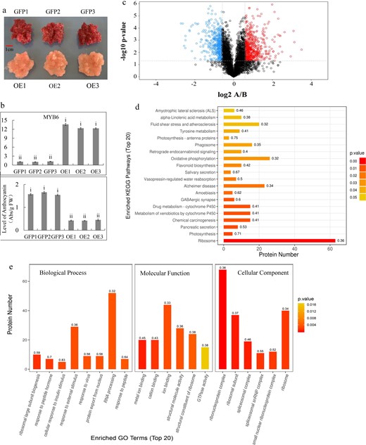 a Red-fleshed callus and callus overexpressing MdMYB6. b Transcript levels of MdMYB6 and anthocyanin content. c Volcano plot of all differentially expressed proteins. The x-axis represents significant differences between A and B after log2 transformation. The y-axis represents significant differences in the P value after log10 transformation. Red dots represent upregulated proteins, while blue dots represent downregulated proteins in A vs. B. d KEGG pathway enrichment analysis of the proteins that were differentially expressed between A and B. The y-axis represents significantly enriched KEGG pathways, while the x-axis indicates the number of differentially expressed proteins in the KEGG pathways. The color gradient represents the P value, where red denotes small p values and more significant KEGG pathway enrichment. e Enriched GO terms of proteins that were differentially expressed between A and B. The x-axis represents the enriched GO functional classification, which is divided into three categories: biological process, molecular function and cellular component, while the y-axis indicates the number of differentially expressed proteins under each functional classification. The color gradient represents the P value, where red denotes small P values and more significant GO functional classification enrichment.