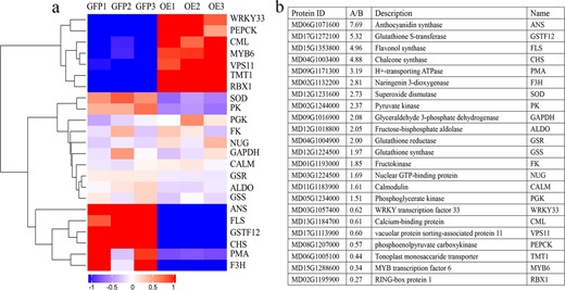 a Heatmap-cluster analysis of the 23 proteins that were differentially expressed between A and B. Boxes denote protein expression levels after log2 conversion, while colors indicate the Z-score values of normalized protein expression. b Descriptions of the 23 screened proteins and their relative protein expression levels in A and B.