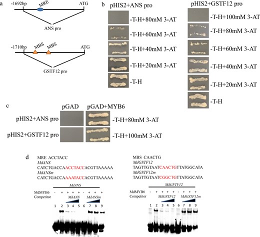 a The 1692-bp sequence of the MdANS promoter and the 1710-bp sequence of the MdGSTF12 promoter. b Screening of different concentrations of 3-AT to determine the optimum reporter gene inhibition. c Yeast one-hybrid analysis of the interactions between the MdMYB6 protein and the promoters of MdANS and MdGSTF12. d Electrophoretic mobility shift analysis of the interactions between the MdMYB6 protein and the promoters of MdANS and MdGSTF12. Lane 1 includes the labeled DNA probes with no protein added, while lane 2 includes protein as well as the labeled DNA probes without any competitor. Unlabeled DNA probes were added in increasing amounts (25×, 50×, and 100×) in lanes 3, 4, and 5. Unlabeled mutant DNA probes (lanes 7, 8, and 9) were added as competitors. In lane 6, labeled mutant DNA probes and protein were added but with no competitor.