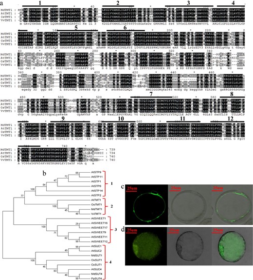 a Comparison of the predicted protein structures of MdTMT1, AtTMT1, CsTMT1, and VvTMT1. b Phylogenetic tree of proteins related to sugar transport. (c) Subcellular localization analysis of MdMYB6-GFP in apple callus protoplasts. The first panel shows a GFP fluorescence image, the second panel shows a bright field image, and the last panel shows the merged GFP fluorescence and bright field image. d Subcellular localization analysis of GFP in apple callus protoplasts. The details of the 3 panels are the same as in c.