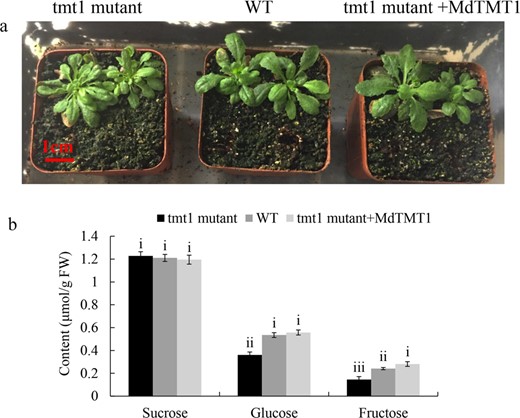 a Forty-day-old plants of wild-type Arabidopsis (WT), TMT1 mutant (tmt1) and tmt1 overexpressing MdTMT1 (tmt1 mutant+MdTMT1). b Contents of sucrose, glucose, and fructose in the above three Arabidopsis lines.