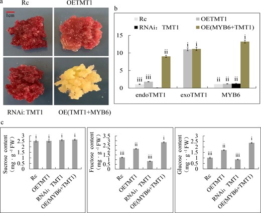 Significance tests are shown as i, ii, iii, and iv. Different letters above the columns denote significant differences (P < 0.01). a Red-fleshed apple callus (Rc), red-fleshed apple callus overexpressing MdTMT1 (OETMT1), red-fleshed apple callus with silenced MdTMT1 (RNAi: TMT1) and red-fleshed apple callus co-overexpressing MdMYB6 and MdTMT1 (OE(TMT1 + MYB6)). b Transcript levels of MdMYB6 and MdTMT1 in the above four calli. Endogenous MdTMT1 (endoTMT1), exogenous MdTMT1 (exoTMT1). c Contents of sucrose, glucose, and fructose in the four calli.
