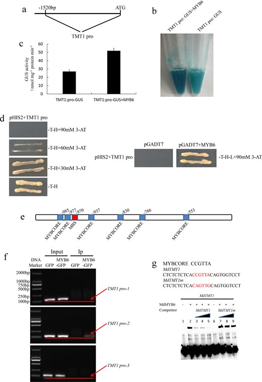 a The 1520-bp sequence of the MdTMT1 promoter. b GUS histochemical staining of a callus harboring a plasmid containing the MdTMT1 promoter and GUS reporter gene (TMT1 pro: GUS) and a callus overexpressing MdMYB6 harboring the TMT1 pro:GUS vector (TMT1 pro: GUS + MYB6). c Analysis of GUS activity. d Yeast one-hybrid analysis of the interaction between the MdYB6 protein and the MdTMT1 promoter. e Predicted elements bound by MdMYB6 in the MdTMT1 promoter. f ChIP-PCR analyses of the interaction between the MdTMT1 promoter fragments and the MdMYB6 protein. MdMYB6-DNA complexes were then coimmunoprecipitated from the calli overexpressing MdMYB6-GFP via a GFP antibody. g EMSA analysis of the interaction between the MdTMT1 promoter and MdMYB6 protein. Lane 1 included labeled DNA probes with no added protein, while lane 2 included labeled DNA probes with no competitor or protein. Unlabeled DNA probes were added in increasing amounts (25×, 50×, and 100×) in lanes 3, 4, and 5. Unlabeled mutant DNA probes (lanes 7, 8, and 9) were added as competitors. Lane 6 included labeled mutant DNA probes and protein but without competitor.