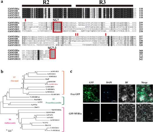 a Alignment of the protein sequence of GhMYB1a with selected homologs. The alignment was performed using DNAMAN software. The amino acids with 100% identity are shown with a black background, and those with ≥75% identity are shown in gray. The characteristic R2/R3 domains and SG7-1/SG7-2 motifs are shown with black lines and red frames, respectively. The four amino-acid differences between GhMYB1a and GMYB1 are shown with red arrows. b Phylogenetic analysis of GhMYB1a and selected R2R3-MYB transcription factors from other plant species. The phylogenetic tree was generated using the neighbor-joining method by MEGA software. The numerals next to the branch nodes indicate bootstrap values from 1000 replications. The bar indicates an evolutionary distance of 0.05%. GhMYB1a is marked in red. The functions of most of the R2R3-MYB transcription factors are indicated. The species and their accession numbers in GenBank (G. hybrida (Gh): GhMYB1 (CAD87007), GhMYB1a (CACN01040333), GhMYB10 (CAD87010); Arabidopsis thaliana (At): AtMYB11 (NP_191820), AtMYB12 (NP_182268), AtMYB111 (NP_199744), AtTT2 (CAC40021), AtPAP1 (AAG42001), AtPAP2 (AAG42002), AtMYB113 (NP_176811); Vitis vinifera (Vv): VvMYBF1 (ACT88298), VvMYBPA1 (CAJ90831), VvMYBA1 (BAD18977), VvMYBA2 (BAF31138.1); Lotus japonicas (Lj): LjTT2a (BAG12893); Zea mays (Zm): ZmP (P27898), ZmC1 (1613412E); Gentiana trifloral (Gt): GtMYBP3 (BAM71801); Epimedium sagittatum (Es): EsMYBF1 (ANZ79233); Picea mariana (Pm): PmMBF1 (AAA82943); Malus domestica (Md): MdMYB10a (ABB84753); Petunia hybrida (Ph): PhAN2(AAF6672); Solanum lycopersicum (Sl): SlMYB12 (NP_001234401); Nicotiana tabacum (Nt): NtAN2 (NP_001312447)) are listed here. c Subcellular localization of the GFP:GhMYB1a fusion protein in tobacco leaves. Free GFP served as a control. A DAPI staining assay was conducted to confirm the nuclear localization. Bars = 50 μm