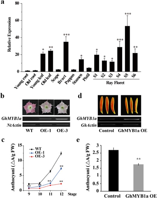 a Tissue- and floral development stage-specific expression of GhMYB1a in gerbera. Scapes, sepals, pappi, stamens, and pistils were harvested from stage 3 (S3) ray florets. The expression in young roots was set to 1. The representative results are shown as the means ± SDs. *P < 0.05, **P < 0.01, ***P < 0.001. b Images of stage 12 flowers from WT and transgenic tobacco (upper panes) and their corresponding GhMYB1a transcription levels (lower panes); NtActin was used as an endogenous control. c Anthocyanin accumulation in petals of WT and GhMYB1a-overexpressing tobacco plants. The petals were harvested from stage 9, 10, 11, and 12 flowers (n = 3). Three independent experiments were performed for each sample. The data are shown as the means ± SDs. **P < 0.01, ***P < 0.001. d Transiently expressed gerbera petals were generated from stage 3 ray florets (upper panes), and their corresponding GhMYB1a transcription in the petals is shown (lower panes). A pCanG vector without a GhMYB1a construct was used as a control, and GhActin was used as an endogenous control. e Anthocyanin content in GhMYB1a-overexpressing gerbera petals. At least three independent experiments were performed for each sample, and a representative result is shown. More than 25 petals were included in each sample