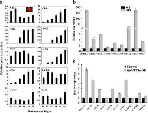 a Expression patterns of endogenous flavonoid biosynthetic genes in the petals of the gerbera cultivar Shenzhen No. 5 during different developmental stages (S1 to S6). The effects of GhMYB1a overexpression on endogenous biosynthetic genes were investigated using RT-qPCR analyses in wild-type (WT) and stage 12 transgenic tobacco flowers b and in stage 3 transient overexpression gerbera petals, with an empty vector used as a control, in the transient overexpression assays c. Actin was used as an endogenous control. At least three independent experiments were performed for each sample, and a representative result is shown. The data are the means ± SDs
