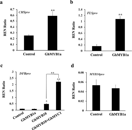 Promoters of CHS and FLS from tobacco a, b and DFR and GhMYB10 from gerberac–d were used for a dual-luciferase assay. GhMYB1a, GhMYB10, and GhMYC1 are from G. hybrida. Transformed protoplasts carrying only a promoter-LUC reporter construct without transcription factor-containing effectors were used as controls. The columns represent average values with SD bars from three biological replicates for each treatment
