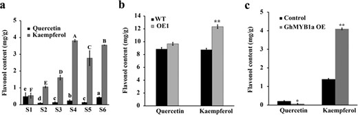 a Contents of quercetin- and kaempferol-type flavonols in gerbera petals during different inflorescence development stages (S1–S6). The letters above the bars indicate significant differences between the respective values (P < 0.05). Contents of quercetin and kaempferol in WT and stage 12 GhMYB1a-overexpressing tobacco flowers b and in stage 3 transient overexpression gerbera petals, with an empty vector used as a control, in the transient assays. c At least three independent experiments were performed for each sample, and the data are presented as the means ± SDs. *P < 0.05, **P < 0.01, one-way ANOVA