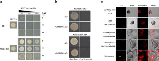 a Yeast two-hybrid assay showing GhMYB1a autoactivation in yeast cells. Transformants were selected on media lacking histidine (His) but including 3-AT at the indicated concentration. b Yeast two-hybrid assay showing that GhMYB1a does not interact with GhMYC1 or GhbHLH34. Transformants were selected on media lacking histidine (His). c BiFC assay showing that GhMYB1a interacts with itself in gerbera mesophyll protoplasts. YFP yellow fluorescent protein signal, Chlorophyll chloroplast autofluorescent signal, Bright protoplasts in light view, Merge merged images of YFP chlorophyll, and the bright-field view. The interaction of the bHLH transcription factors AtHBI1-nYFP and AtIBH1-cYFP was used as a positive control. A mutated version GhMYB1a-m2 was used as a negative control