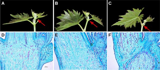 Normal growing tips of (a) ‘Jingyanjing’ (2×), its (b) autotetraploid (4×), and creased growth tip of (c) 4×. Red arrows point out the parts shown in their longitudinal sections in the row below. The anatomical structures of (d) 2× and (e) 4× were not significantly different. f Abscission zone clearly appeared in the section of the 4× tip with ceased growth