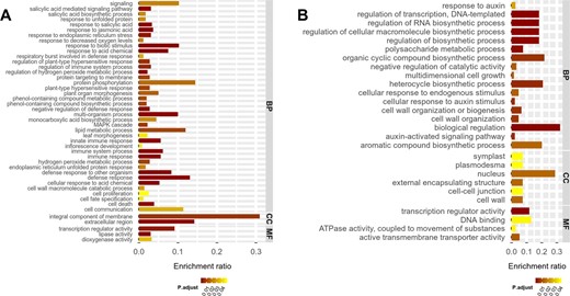 The significance and enrichment ratio for GO terms involved in 4× increased (a) and decreased (b) genes