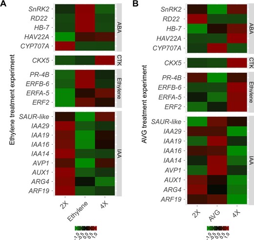 a Expression patterns of ethylene response-correlated genes in ‘Jingyanjing’ (2×), 2× treated with ethylene (ethylene), and its autotetraploid (4×). These genes showed similar expression patterns in 4× and ethylene-treated 2× compared with those in 2×. b Expression patterns of ethylene response-correlated genes in 2× and 4× treated with AVG (AVG) and 4×. These genes in 2× and AVG-treated 4× expressed similar expression patterns compared with those in 4×