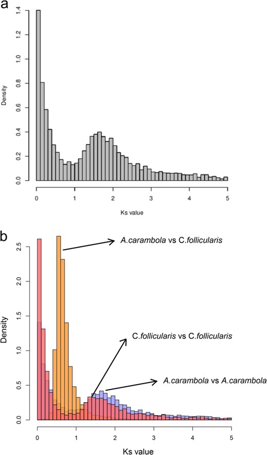 (a) Ks distribution of A. carambola paralogous genes. (b) Ks distribution of A. carambola and Cephalotus follicularis.