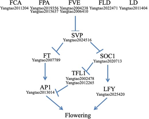 Time pathway in Averrhoa carambola.