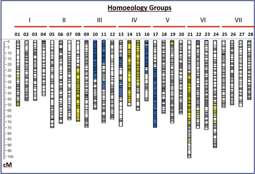 This map was calculated after exclusion of the six HypR chromosomes from the data set. The color coding indicates approximate locations of regions of segregation distortion. Segregation bias favoring alleles from the maternal (L1) or paternal (BC6) parent of LB48 are indicated, respectively, by yellow or blue highlighting. The detailed presentation of marker segregation data and distortion is provided in Supplementary Table S2