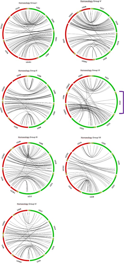 In these Circos diagrams, green and red arcs represent the linkage groups of the LB48 and DA×MO19 maps, respectively. Yellow arrows on the LG arcs indicate the start point (0cM end) of each LG. The purple bracket draws attention to LB48 linkage group LG22, which has no corresponding LG in the DA×MO map