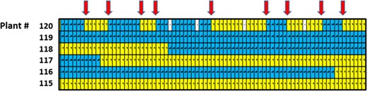 This image is abstracted (and rotated 90o counterclockwise) from Supplementary Table S2, and shows genotypic data for part of LG04, with color-coded genotype calls for several individuals (rows), including for HypR chromosome LG04 in individual number 120. Each column reports the genotype calls (yellow=a; blue=b, white=missing data) for a different marker. The red arrows mark crossover points in individual #120
