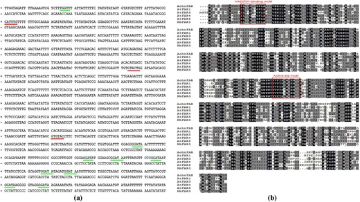 a The cis-acting regulatory elements of the AchnFAR promoter. The red and green lines indicate MYCRE and MYBRE, respectively. b The amino acid sequences of AchnFAR, AtFAR1, AtFAR3, AtFAR4, AtFAR5, and NbFAR3 were aligned using ClustalX.