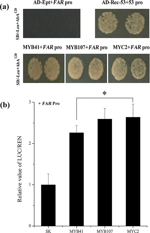 a AchnMYB41, AchnMYB107, and AchnMYC2 individually bound to the AchnFAR promoter according to the yeast one-hybrid assay. p53-AbAi with AD-Rec-p53 was the positive control. AchnFAR-AbAi with an AD-empty vector was used as a negative control. b AchnMYB41, AchnMYB107, and AchnMYC2 activated the AchnFAR promoter according to the dual-luciferase assays. The LUC/REN of the SK with the promoter was set as 1. Ept, empty; Pro, promoter. The error bars indicate the SDs of three independent experiments. The asterisks represent significant differences relative to the control using a t-test (*p < 0.05).