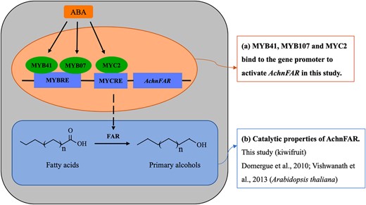 ABA induces AchnMYB41, AchnMYB107, and AchnMYC2, which activate AchnFAR, which is involved in primary alcohol biosynthesis.