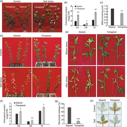 a–c Phenotype (a), chlorophyll content (b) and MDA content (c) of three-month-old diploid and tetraploid plants after two weeks of culture in salt solution or water (control). d Phenotype of seven-month-old potted seedlings after 30 days of irrigation with salt solution or water (control). e–g Phenotype (e), chlorophyll content (f) and electrolyte leakage (g) of fresh shoots obtained from 2-year-old diploid and tetraploid plants before and/or after salt treatment. h Trypan Blue staining of diploid and tetraploid leaves with or without (control) salt treatment. Error bars indicate SE (n = 3). Asterisks indicate significant differences between the diploids and tetraploids (*P < 0.05; **P < 0.01; *** P< 0.001)
