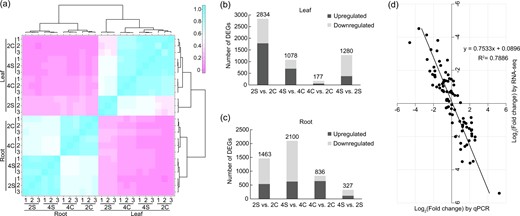 a Hierarchical clustering of 24 samples based on the correlation coefficient (r2) between each sample. 2C and 4C are diploid and tetraploid, respectively, without salt treatment; 2S and 4S are diploid and tetraploid, respectively, under salt stress. The color panel represents the r2 values. b, c Statistics of up- and downregulated DEGs in leaves (b) and roots (c) for each pairwise comparison. Up- and downregulated DEGs are displayed in dark gray and light gray, respectively. d Correlation of expression changes observed by RNA-seq (Y-axis) and qPCR (X-axis)