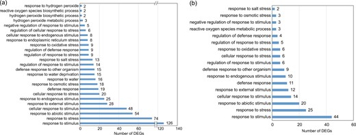 GO terms of the DEGs identified from tetraploids compared with diploids under salt stress (4S vs. 2S) in leaves (a) and roots (b). The numerals beside the histogram indicate the number of DEGs