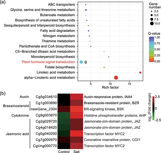 a The 15 most significantly enriched KEGG pathways of upregulated genes in tetraploids relative to those in diploids under salt stress (4S vs. 2S). The dot color and size indicate the Q-value and gene number, respectively, as shown on the right. The numerals beside the dot indicate the number of DEGs enriched in the pathway. b Heatmap of gene expression for nine DEGs enriched in the ‘plant hormone signal transduction’ pathway. Heatmap color indicates fold change of expression in tetraploid leaves compared with that in diploid leaves under control and salt treatments