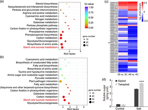a, b The 15 most significantly enriched KEGG pathways for DEGs in response to salt stress in diploids (a) and tetraploids (b). c Expression pattern of DEGs from the ‘starch and sucrose metabolism’ pathway in diploid and tetraploid roots under salt stress. Heatmap colors indicate fold change in expression, and red and blue indicate from high and low expression, respectively, as shown on the right. d Soluble sugar content in diploid and tetraploid roots under control and salt treatment. Error bars indicate SE (n = 3). Asterisks (***P < 0.001) indicate significant differences between diploids and tetraploids