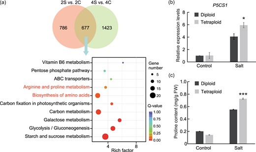 a Venn diagrams of DEGs in response to salt stress in diploids (2S vs. 2C) and tetraploids (4S vs. 4C) and the 10 most significantly enriched KEGG pathways based on the 677 DEGs. b, c Relative expression levels of the P5CS1 gene (b) and proline content (c) in diploids and tetraploids under control and salt treatments. Error bars indicate SE (n = 3). Asterisks (*P < 0.05; ***P < 0.001) indicate significant differences between the diploids and tetraploids