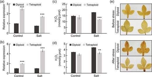 a, b Relative gene expression levels of POD (Cg2g045100) in leaves (a) and APX (Cg3g014650) in roots (b) under control and salt treatment. c, d H2O2 content in the leaves (c) and roots (d) of diploid and tetraploid plants under control and salt treatment. Error bars indicate SE (n = 3). Asterisks indicate significant differences between the diploids and tetraploids (**P < 0.01; ***P < 0.001). e In situ visualization of H2O2 accumulation by DAB staining in diploid and tetraploid leaves before and after salt stress