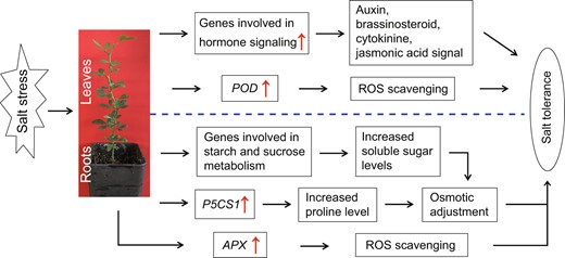 Under salt stress, tetraploid plants exhibit enhanced salt tolerance in comparison with diploid progenitors due to the activation of multifaceted defense machinery in leaves and roots. In the leaves, activation of hormonal signaling and antioxidant enzyme (POD) genes leads to efficient hormonal signaling and improved ROS scavenging ability. In the roots, increased production of soluble sugars and proline due to upregulated expression of related genes, along with robust ROS scavenging ability by elevated expression of the APX gene, results in efficient adjustment of osmotic potential and detoxification of ROS