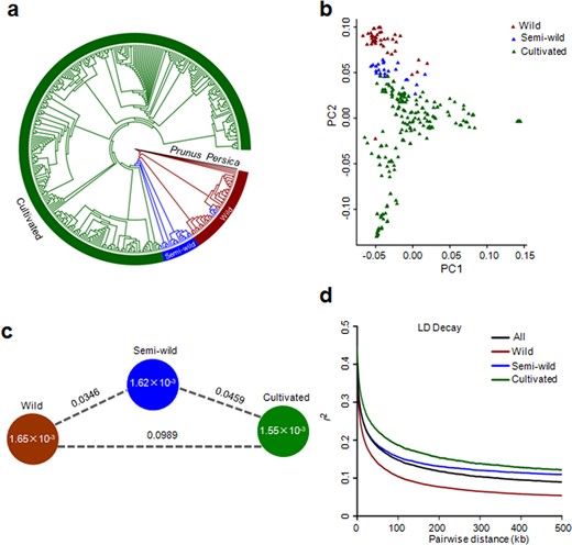 a Phylogenetic tree of all accessions generated from 1,688,146 high-quality SNPs with Prunus persica as an outgroup. b PCA plots of the first two components for the 350 accessions. c Nucleotide diversity (π) and population differentiation (FST) across the three groups. The value in each circle represents the nucleotide diversity of the group, and the value on each line indicates the population differentiation between the two groups. d Genome-wide decay of linkage disequilibrium (LD) in the three groups and all accessions