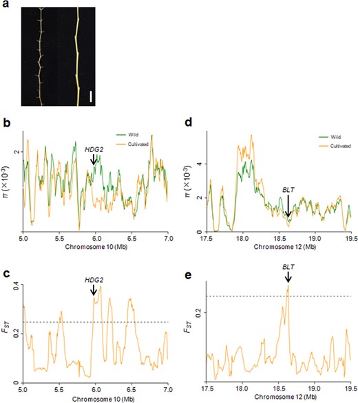 a Phenotypes of prickles on bearing shoots. Left, wild; Right, cultivated. Bar = 1 cm. b, c Distribution of π and FST values between the wild and cultivated groups spanning the region from 5.0 to 7.0 Mb on chromosome 10. The genomic location of HDG2 is indicated. d, e Distribution of π and FST values between wild and cultivated groups spanning the region from 17.5 to 19.5 Mb on chromosome 12. The genomic location of BLT is indicated. The horizontal dashed lines indicate the top 5% of genomic regions with the highest FST values (c, e)