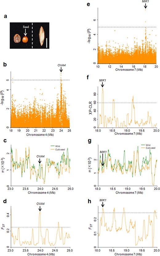 a Phenotypes of longitudinal sections of kernels. Left, wild; Right, cultivated. Bar = 1 cm. b Manhattan plots of the GWAS results for the seed-setting rate on chromosome 4. Dashed lines represent significance thresholds (−log10P = 5). c, d Distribution of π and FST values between wild and cultivated groups spanning the region from 23.0 to 25.0 Mb on chromosome 4. The genomic location of OVA4 is indicated. e Manhattan plots of the GWAS results for the seed-setting rate on chromosome 7. Dashed lines represent significance thresholds (−log10P = 5). f–h Distribution of XP-CLR, π and FST values between the wild and cultivated groups spanning the region from 18.0 to 20.0 Mb on chromosome 7. The genomic location of MIK1 is indicated. The horizontal dashed lines indicate the top 5% of genomic regions with the highest FST (d, h) and XP-CLR (f) values