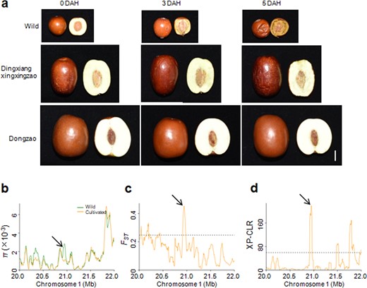 a Phenotypes of three accessions’ fruits (one wild accession, ‘Dingxiangxingxingzao’ and ‘Dongzao’) after harvesting. The fully red fruits were harvested and photographed at 0, 3, and 5 days after harvesting. Bar = 1 cm. DAH, days after harvesting. b–d Distribution of π, FST and XP-CLR values between wild and cultivated groups spanning the region from 20.0 to 22.0 Mb on chromosome 1. The arrows indicate the genomic location of Zj.jz044553003. The horizontal dashed lines indicate the top 5% of genomic regions with the highest FST (c) and XP-CLR (d) values