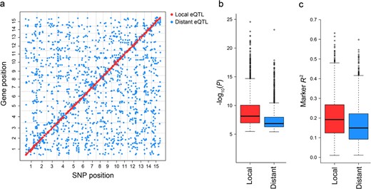 a eQTLs identified in the storage roots of sweet potato. The genomic positions of 4408 eQTLs (x-axis) for 3646 target genes (y-axis) in the genome are shown. b Comparison of the −log10(P) values of local and distant eQTLs. c Comparison of the effects of local and distant eQTLs