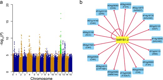 a Combined Manhattan plot of SNPs associated with the expression of 39 genes involved in flavonoid biosynthesis. Green dots indicate that these loci were also significantly associated with the accumulation of anthocyanins in the storage roots of sweet potato. The red horizontal dashed line represents the genome-wide suggestive threshold (−log10(P) = 5.39, α = 1). bIbMYB1-2 positively regulates 17 downstream genes in the flavonoid biosynthesis pathway. The yellow node indicates the candidate regulator, and blue nodes indicate regulated genes