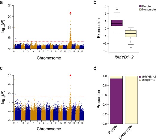 a Manhattan plot for storage root flesh color. The red horizontal dashed line represents the genome-wide significance threshold (−log10(P) = 6.68, α = 0.05). The red triangle corresponds to the proposed functional site (presence/absence variation of IbMYB1-2). bIbMYB1-2 was significantly (P < 2.2 × 10−16) differentially expressed between purple and nonpurple sweet potato accessions. c Manhattan plot from the eQTL mapping of IbMYB1-2. The red horizontal dashed line represents the genome-wide suggestive threshold (−log10(P) = 5.39, α = 1). d Summary of the distribution of the IbMYB1-2 mutation in sweet potato germplasm