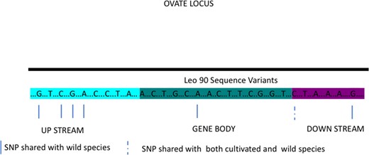 Non-synonymous SNPs identified in sampled LEO90, shared with wild species are indicated by blue lines and shared with both cultivated and wild species by dashed lines