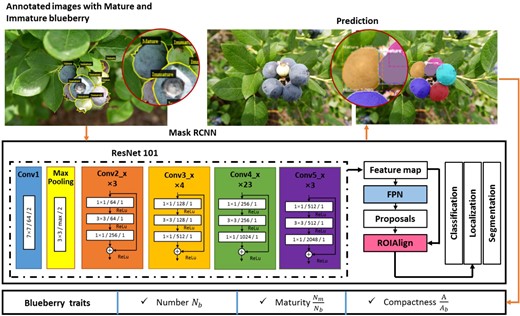 There are three steps: the annotated images were used to train the Mask R-CNN model, the trained model was used to predict test images, and the traits of fruit number, maturity, and compactness were extracted from the predicted images.