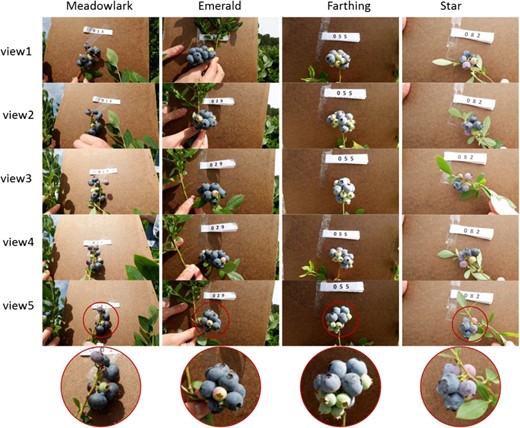 Four different cultivars (‘Meadowlark’, ‘Emerald’, ‘Farthing’, and ‘Star’) were imaged with five different views (by rotating the fruit cluster 360°).