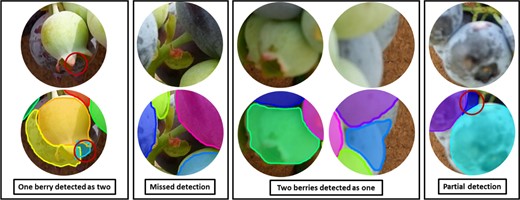 They are one berry detected as two, missed detection, two berries detected as one, and partial detection, respectively.
