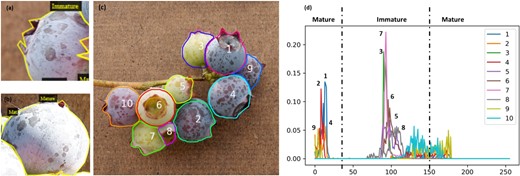 a, b Inconsistency of annotation in maturity. a, b Appear similar color, but a was annotated as immature, b was annotated as mature. c, d Blueberry maturity detection using Hue based on detected berries. c shows berries detected by the detection model and d shows the maturity detection result using the Hue histogram. The horizontal axis in d is the Hue value and the vertical axis in d is the percentage of the pixel number of corresponding Hue value. When 0 < Hue value < 30 or 150 < Hue value < 180, then defined as mature.